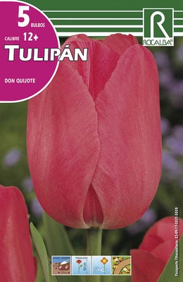 Bulbos Tulipanes Variedad Don Quijote Rosa